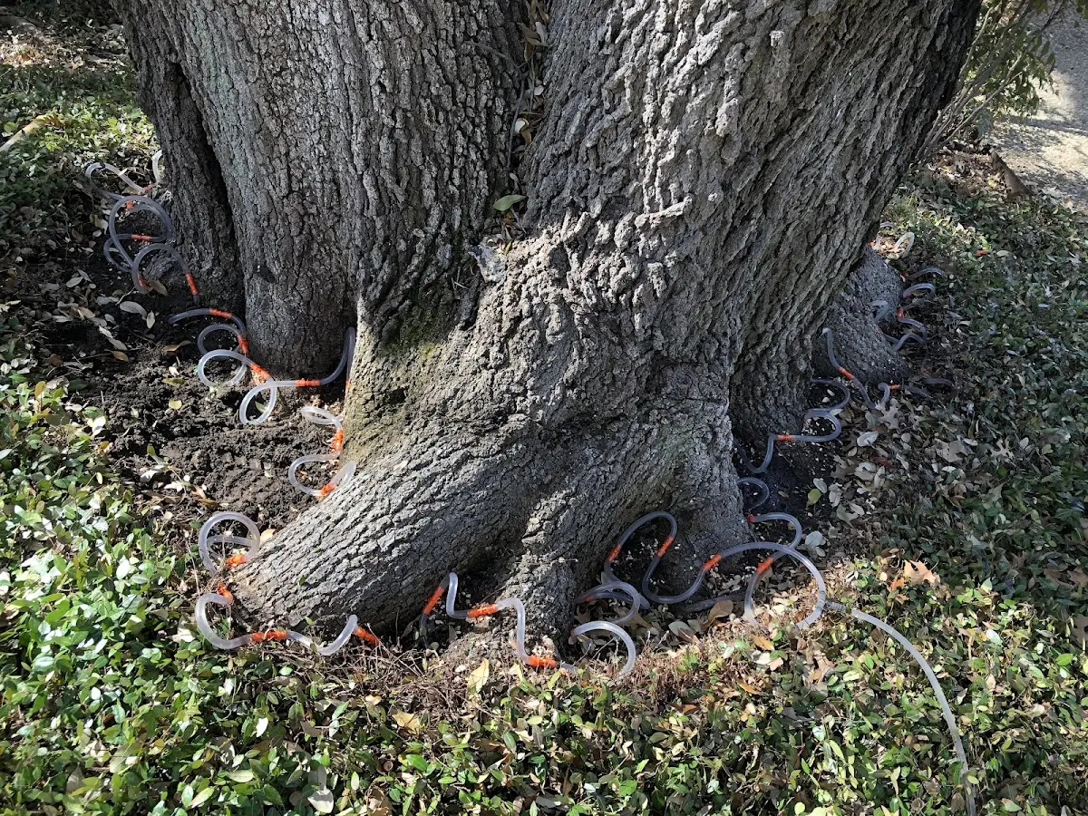 Detailed Tree Cabling and Bracing job site in Aquebogue