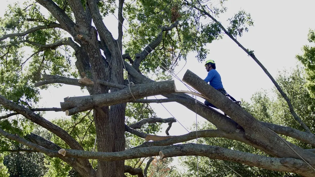 Professional Hazardous Tree Removal performed by certified arborists in Aquebogue